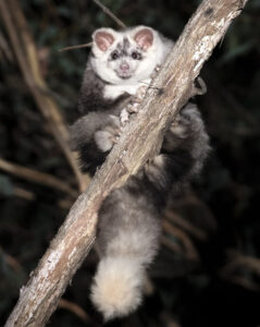 A Greater Glider sitting on a tree branch.