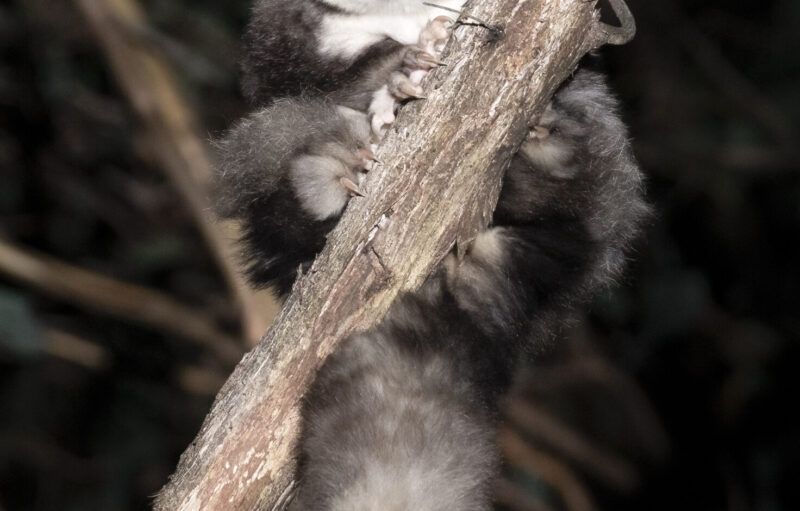 A Greater Glider sitting on a tree branch.