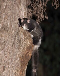 A Greater Glider sitting on the side of a tree.