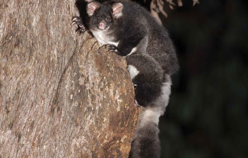 A Greater Glider sitting on the side of a tree.
