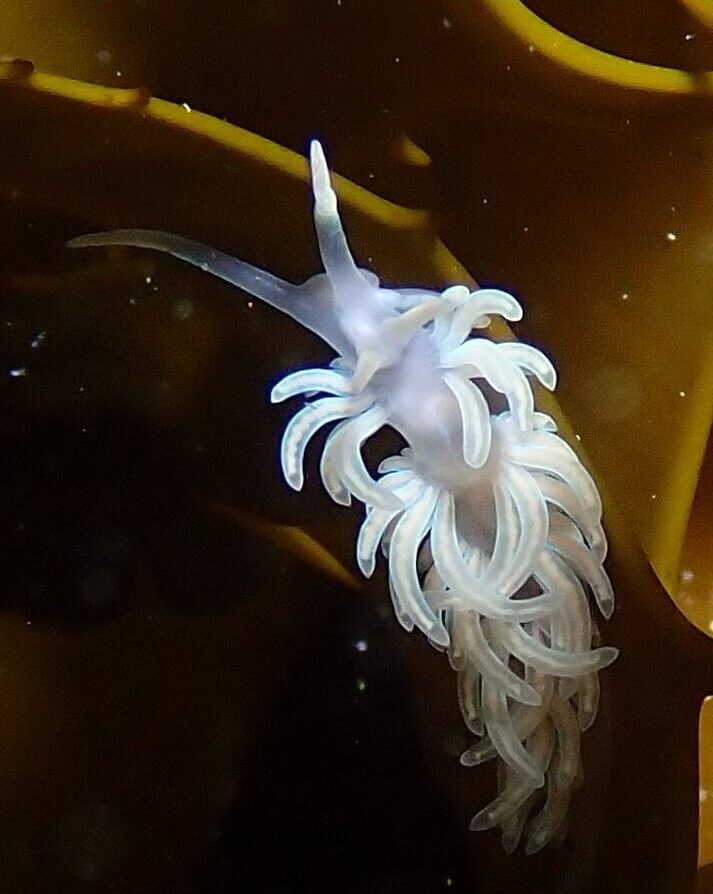 Sea slug on kelp.