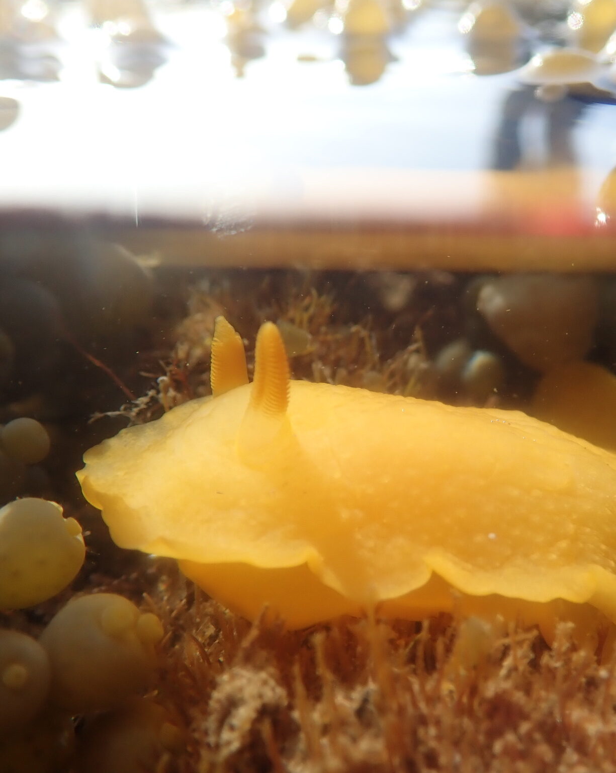 Underwater photo of an orange sea slug.