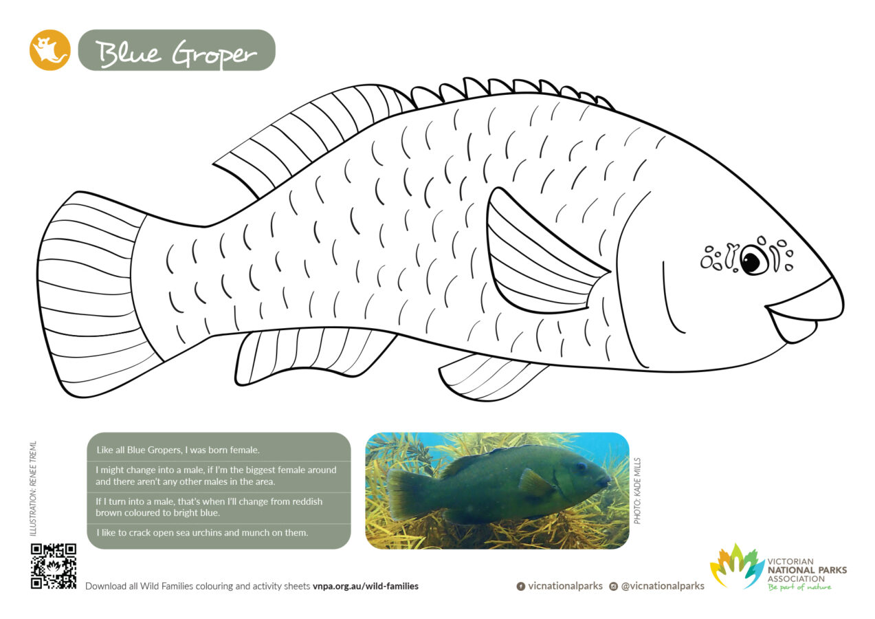 Wild Families colouring in sheet Blue Groper - Victorian National Parks ...
