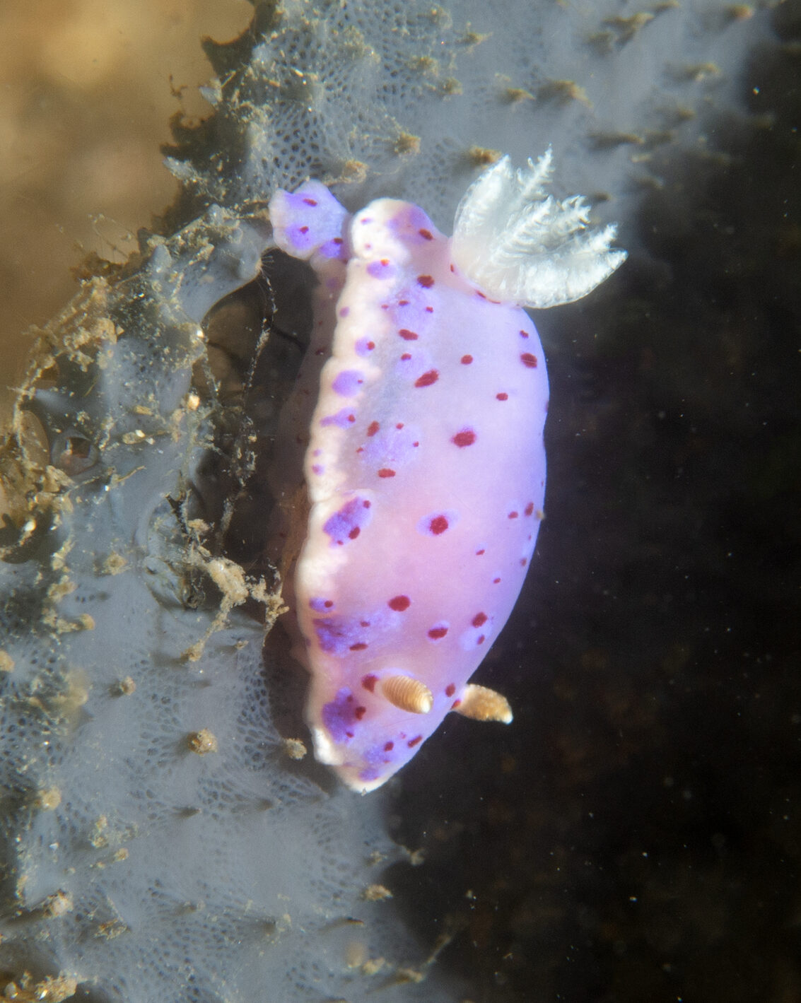 Close up of a purple sea slug