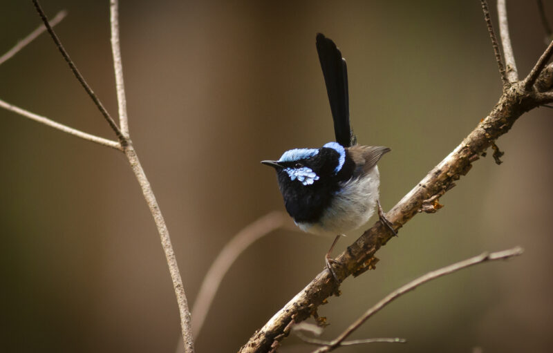 A Superb Fairy Wren perched on a branch