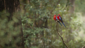 Two Eastern Rosellas perched on a branch.
