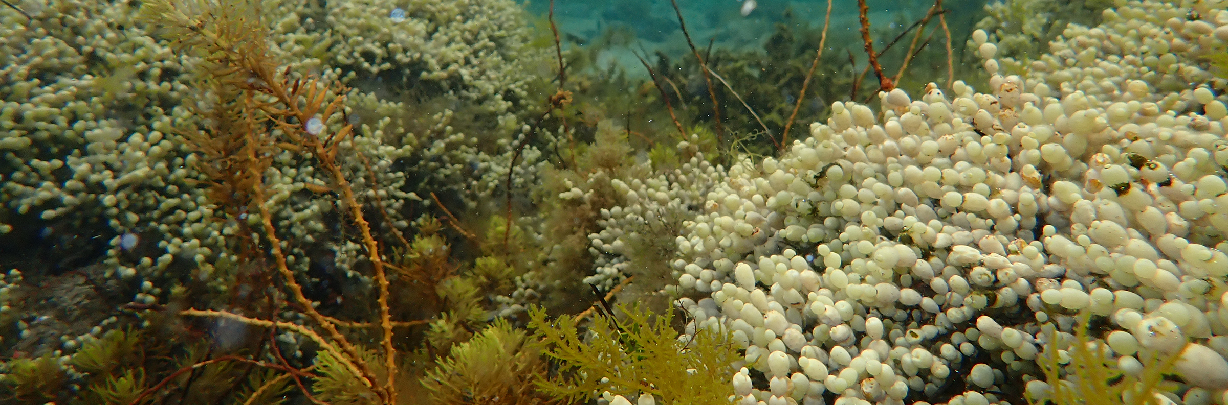 Salty Science: Neptune’s Necklace (Hormosira banksii) - Victorian ...